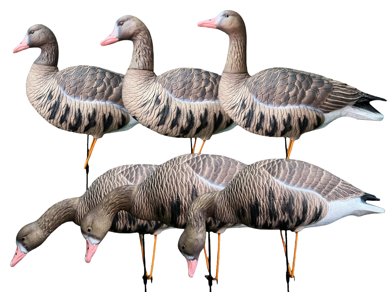 Чучело Oscar Decoys Белолобый гусь Avian-Mix Elite 3D 6шт 3корм 2отд 1стор ESG6 - фото 1