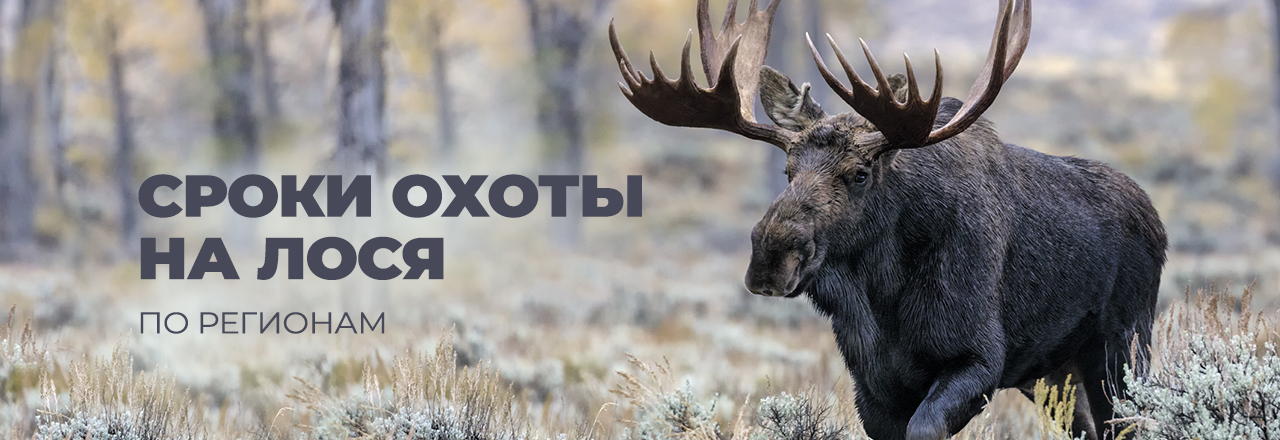 Сроки охоты на лося 2025: открытие охоты по регионам