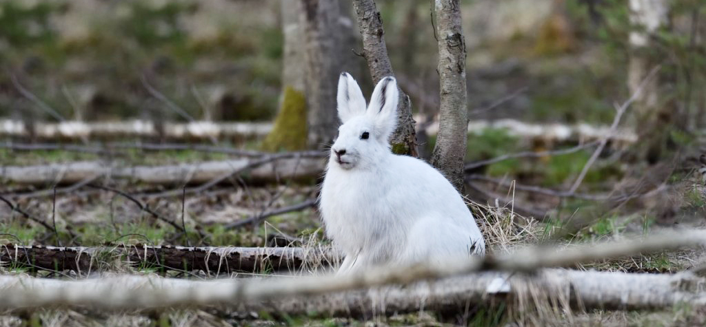 Охота на зайца в лесу: добываем беляка с подхода по чернотропу
