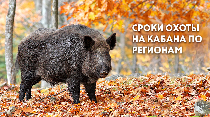 Сроки охоты на кабана 2022: открытие по регионам Сроки охоты на кабана 2022: открытие по регионам