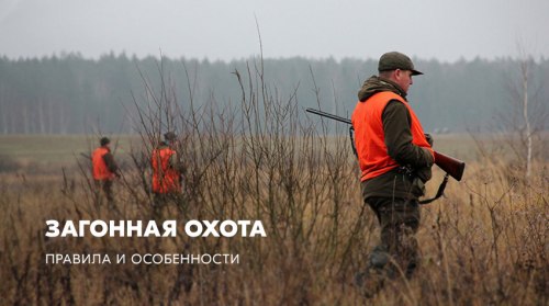 Загонная охота: правила и особенности