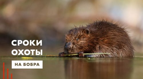 охота на бобра в карелии сроки