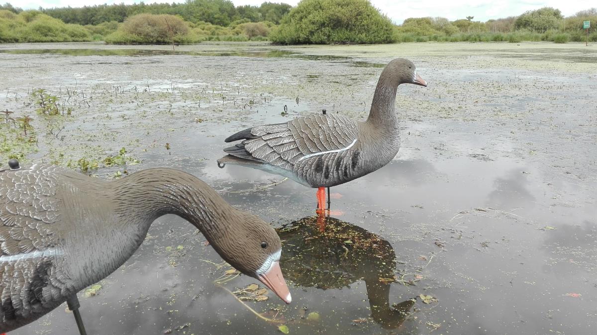 чучела гусей гринхед полнокорпустные. чучела гусей спортпласт плавающие. спортивный гусь. гусь отдыхающий. чучела гусей италия спортпласт.