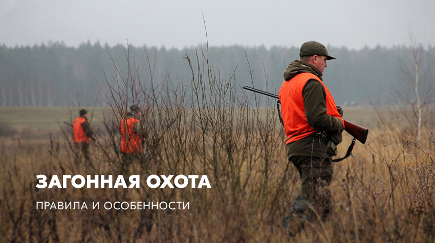 Загонная охота: правила и особенности Загонная охота: правила и особенности