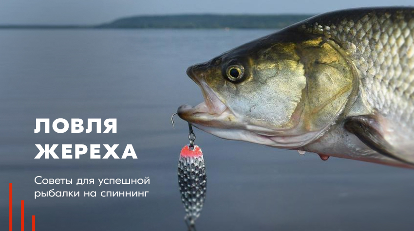 Ловля жереха: советы для успешной рыбалки на спиннинг Ловля жереха: советы для успешной рыбалки на спиннинг