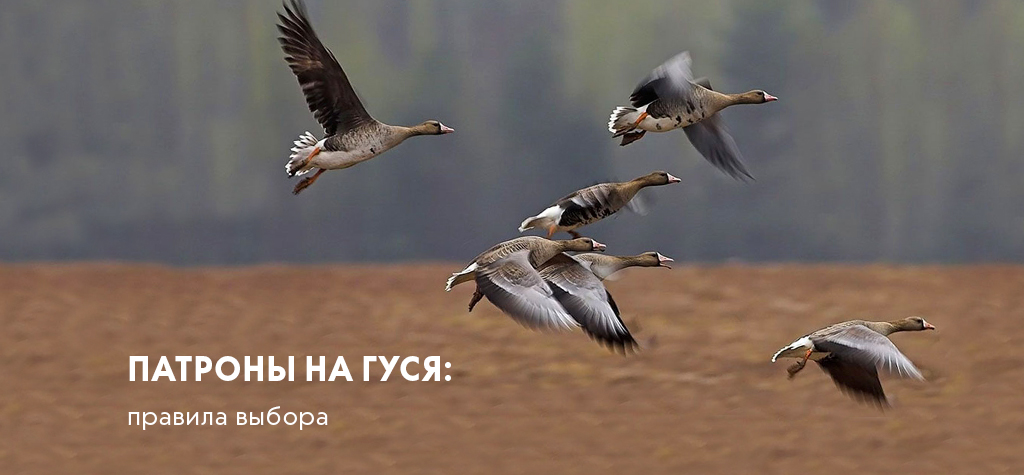Патроны на гуся: правила выбора Патроны на гуся: правила выбора