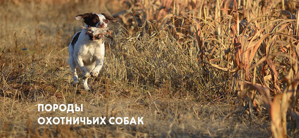 Породы охотничьих собак и особенности дрессировки Породы охотничьих собак и особенности дрессировки