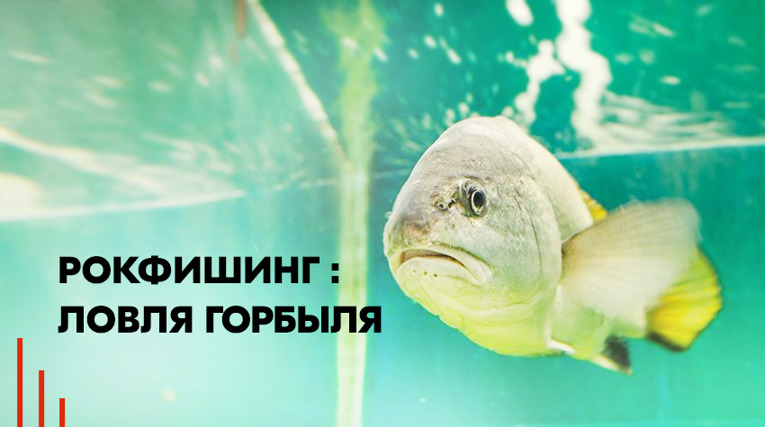Рокфишинг: ловля горбыля Рокфишинг: ловля горбыля