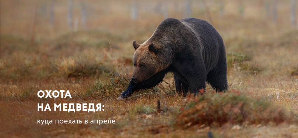 Весенняя охота на медведя: куда поехать в апреле Весенняя охота на медведя: куда поехать в апреле