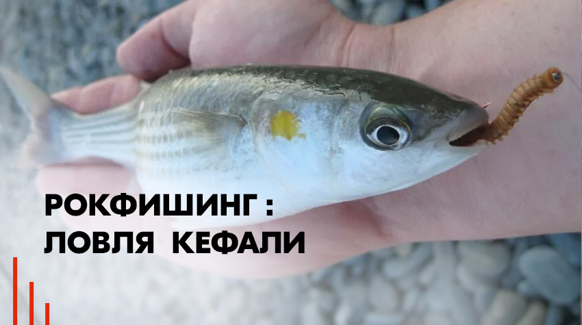 Рокфишинг: ловля кефали Рокфишинг: ловля кефали