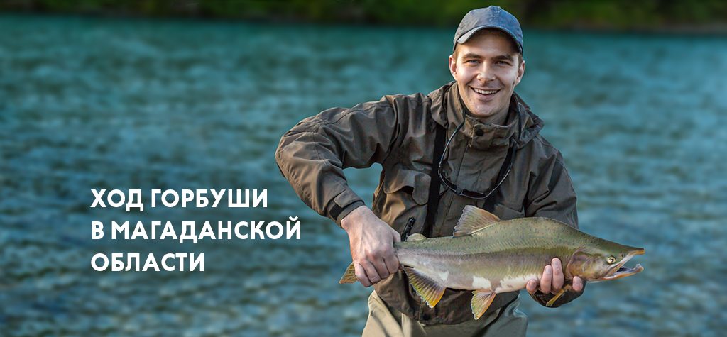 Ход горбуши в Магаданской области: где ловить