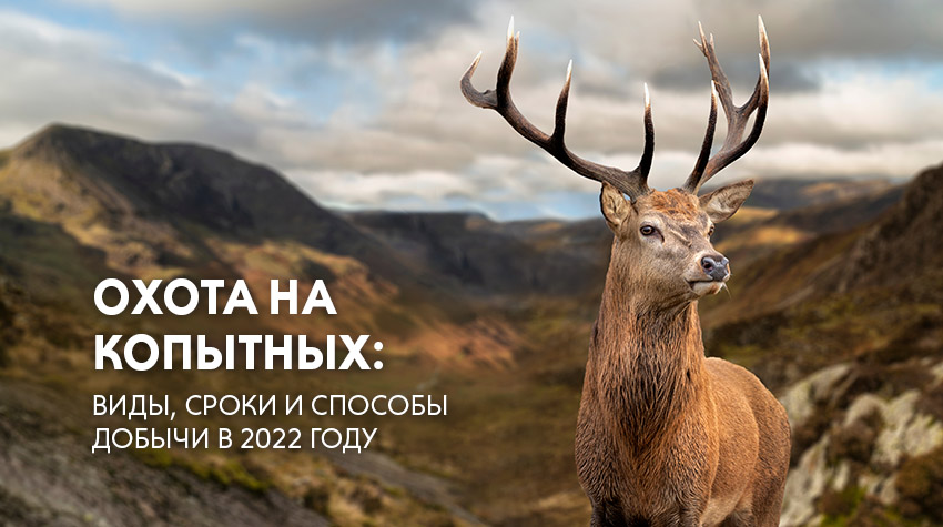 Охота на копытных: виды, сроки и способы добычи в 2022 году Охота на копытных: виды, сроки и способы добычи в 2022 году