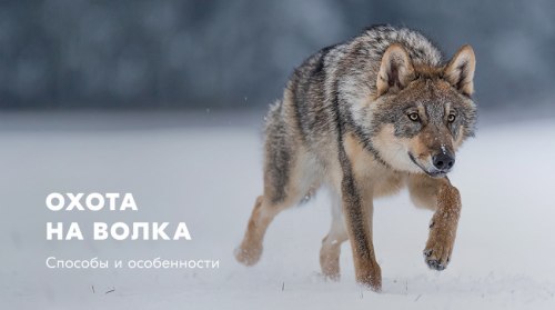 Охота на волка: способы, оружие на волка и сроки охоты