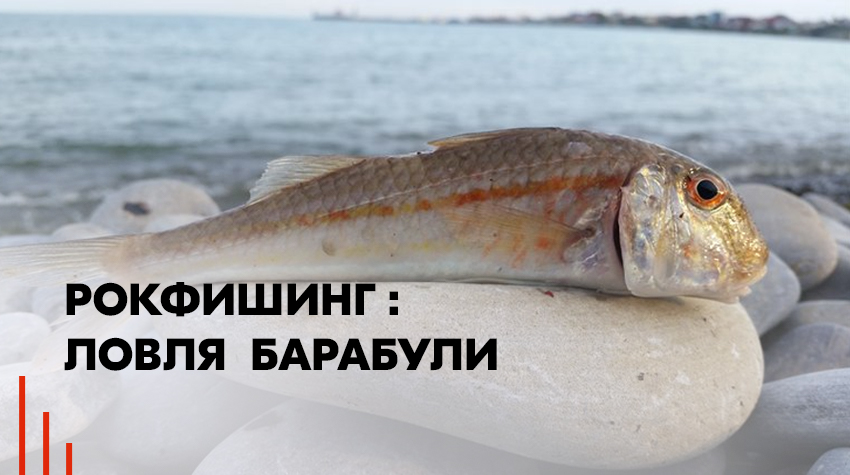 Рокфишинг: ловля барабули Рокфишинг: ловля барабули