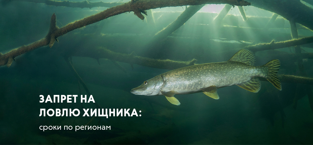Запрет на ловлю хищной рыбы: сроки по регионам Запрет на ловлю хищной рыбы: сроки по регионам