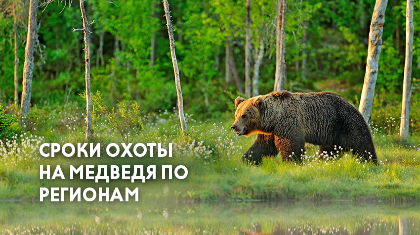 Открытие охоты на медведя в 2022 году