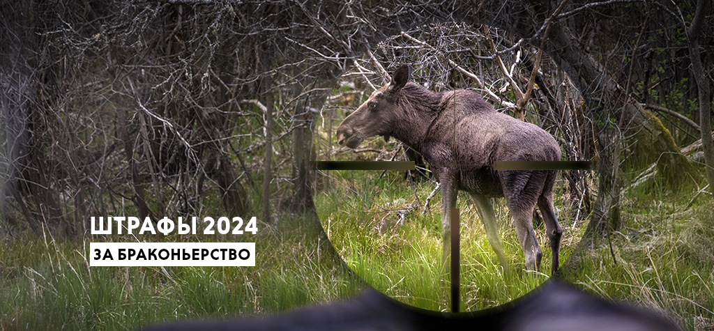 Штрафы за браконьерство и таблицы для расчета ущерба в 2024 году