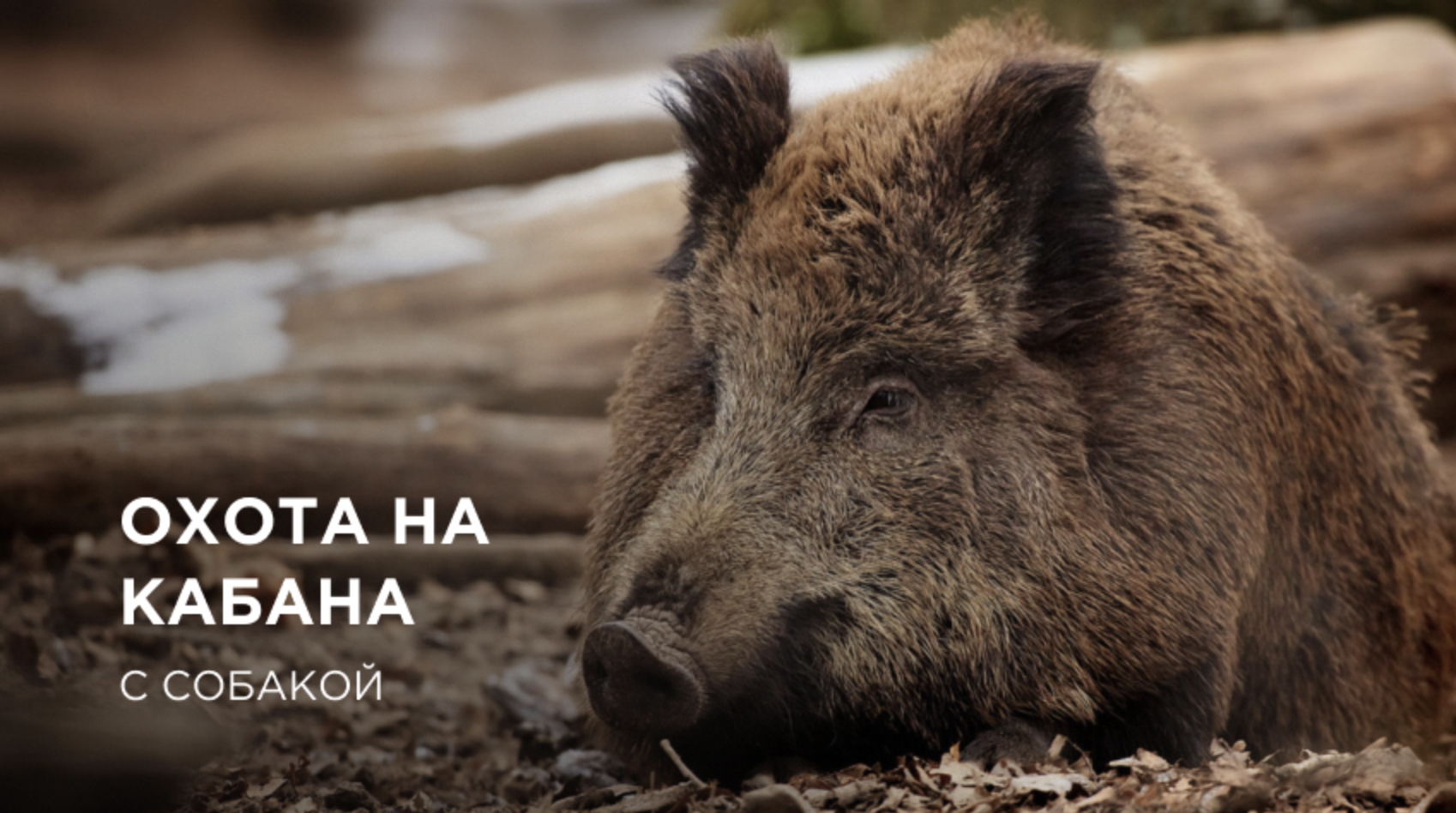 Охота на кабана с собакой Охота на кабана с собакой