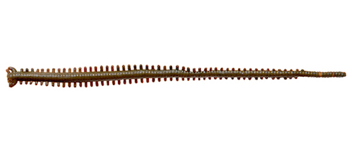 Приманка Berkley Gulp SW Sandworm 4" GSHSW-MOR 10шт - фото 1