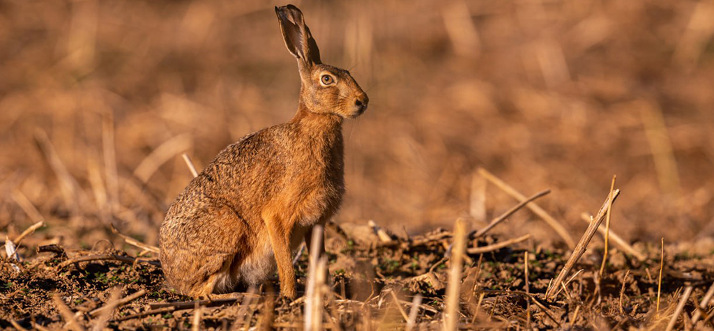 Сроки охоты на зайца 2023: открытие охоты по регионам