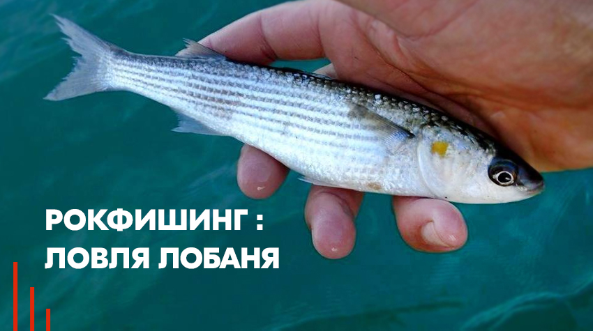 Рокфишинг: ловля лобаня Рокфишинг: ловля лобаня