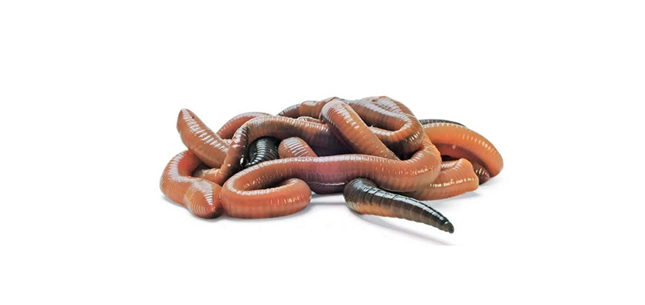 Червь Аквариус Выползок(гробак) - фото 1