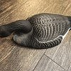 Подсадной гусь Taigan Goose shell кормящийся со съемной головой: отзывы