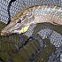 Воблер Lucky Craft Pointer 100-802 Northern Pike: отзывы