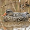 Подсадная утка Taigan Floating Mallard HD плавающая кряква: отзывы