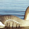 Подсадной гусь Taigan Goose shell сторожевой со съемной головой,корпус: отзывы