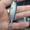 Приманка Savage Gear Craft Shad 10см 6гр Blue Pearl Bulk 1/40: отзывы