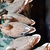 Подсадная утка Sport Plast Кряква: отзывы