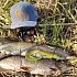 Кепка Savage Gear Flex fit camo camo/grey one size: отзывы