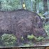 Мишень Кабан 1000х700мм цветная: отзывы