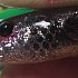 Приманка Savage Gear 3D LB goby shad 20см 60гр UV silver goby 1/16: отзывы