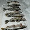 Приманка Ecopro VIB Nemo Fin 90мм 28г 055 Shiny Shad: отзывы