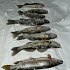Приманка Ecopro VIB Nemo Fin 90мм 28г 055 Shiny Shad: отзывы