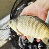 Крючки Decoy Fine mini KR-28 №12 18шт: отзывы