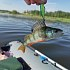 Воблер Lucky Craft Pointer 48 DD 133 green lime chart: отзывы