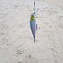 Воблер Lucky Craft Pointer 100 SP 192 MS Japan Shad: отзывы