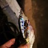 Воблер DUO Realis Shad 59SR 4,7гр  цв.N34: отзывы