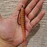 Крючок Crazy Fish Offset Joint Hook офсетный №3/0 7шт: отзывы