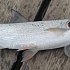 Шнур Varivas Avani Seabass Max Power X8 s.gray 150м PE 0.8: отзывы