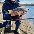 Катушка Daiwa 19 N'ZON Plus LT 6000SS-P: отзывы