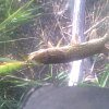 Воблер Tsuribito Dead minnow 90F/028: отзывы
