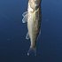 Воблер Pontoon21 Greedy-Guts 55F-SR-470: отзывы