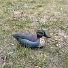 Подсадная утка Taigan HD Teal чирок селезень: отзывы