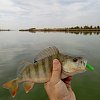 Приманка Reins 3" Rockvibe Shad Chartreuse Minnow: отзывы