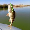 Приманка Reins 3" Rockvibe Shad Chartreuse Minnow: отзывы