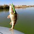 Приманка Reins 3" Rockvibe Shad Chartreuse Minnow: отзывы